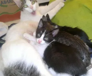 Gato raça sem raça definida idade 2 a 6 meses nome sem nome