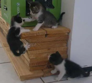 Gato ra a sem raça definida idade 2 a 6 meses nome sem nome