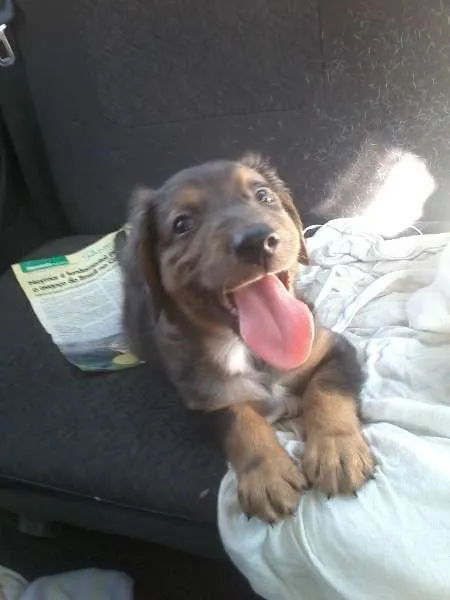 Cachorro ra a SRD idade Abaixo de 2 meses nome Pierry