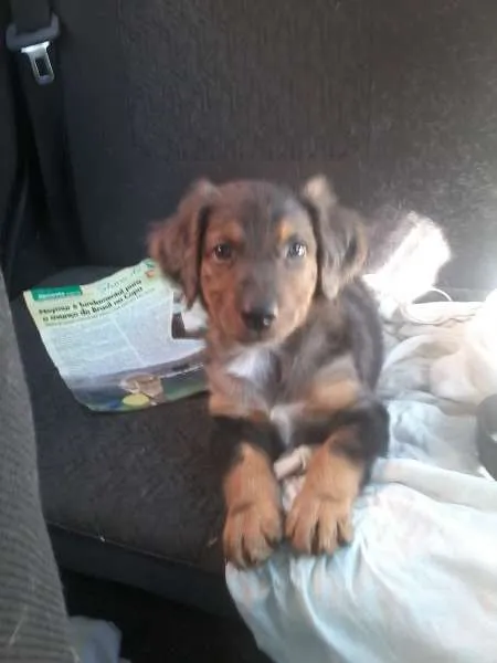Cachorro ra a SRD idade Abaixo de 2 meses nome Pierry