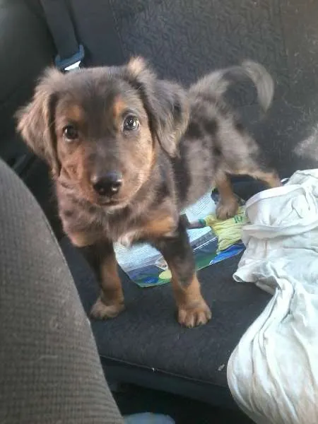 Cachorro ra a SRD idade Abaixo de 2 meses nome Pierry