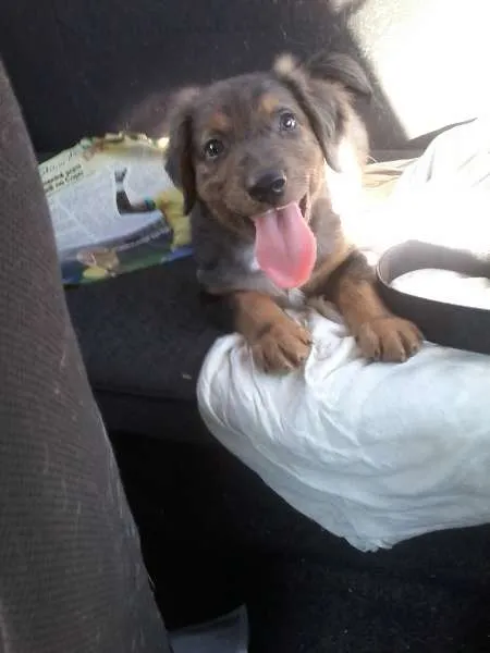 Cachorro ra a SRD idade Abaixo de 2 meses nome Pierry