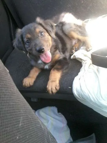 Cachorro ra a SRD idade Abaixo de 2 meses nome Pierry
