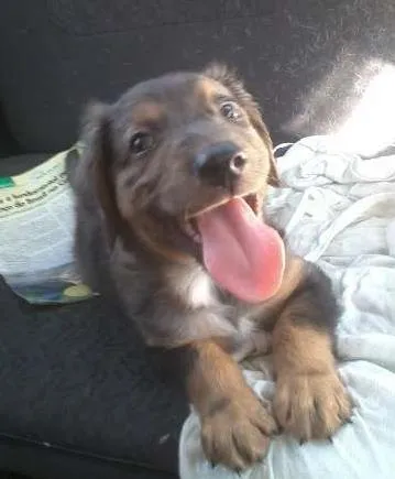 Cachorro ra a SRD idade Abaixo de 2 meses nome Pierry