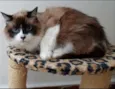KELLY, Kika, Kate