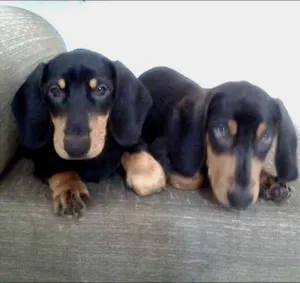Cachorro raça Daschund idade 7 a 11 meses nome Apollo e Thor