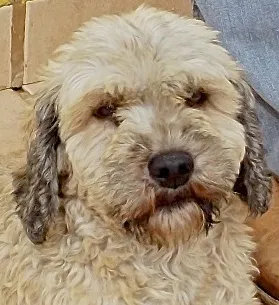 Cachorro ra a SRD idade 2 anos nome MILENA PEQUENINA