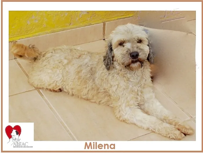 Cachorro ra a SRD idade 2 anos nome MILENA PEQUENINA