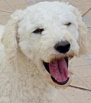 Cachorro raça POODLE idade 3 anos nome YASMIN