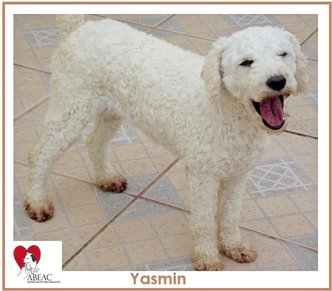 Cachorro ra a POODLE idade 3 anos nome YASMIN