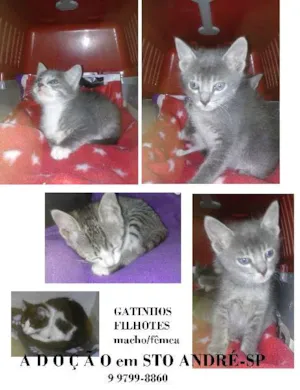 Gato raça srd idade 2 a 6 meses nome gatinhos