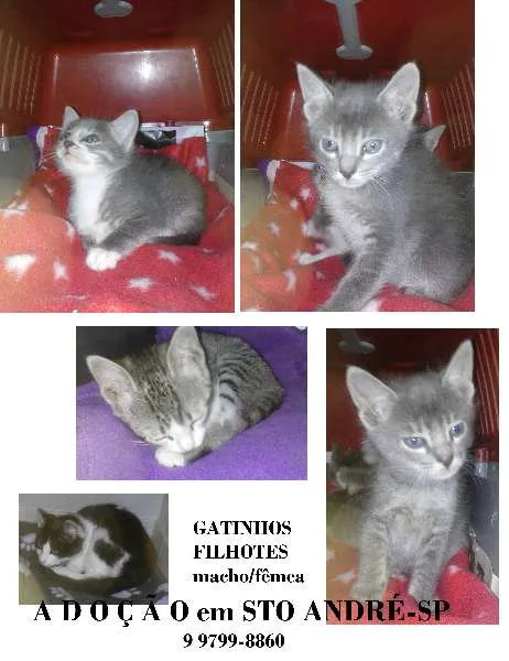 Gato ra a srd idade 2 a 6 meses nome gatinhos