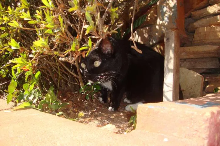 Gato raça  idade 5 anos nome Filó
