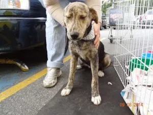 Cachorro raça SRD idade 2 a 6 meses nome Linho