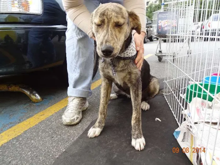 Cachorro ra a SRD idade 2 a 6 meses nome Linho