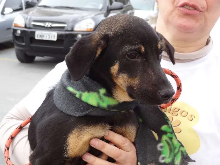 Cachorro ra a SRD idade 2 a 6 meses nome Picole