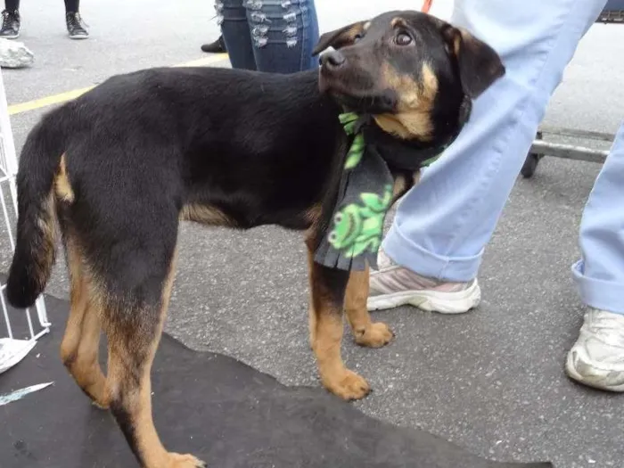 Cachorro ra a SRD idade 2 a 6 meses nome Picole
