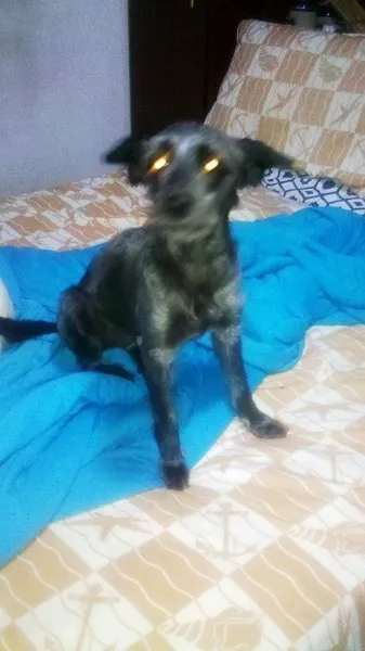 Cachorro ra a SRD idade 7 a 11 meses nome DARA