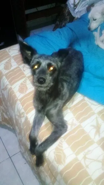 Cachorro ra a SRD idade 7 a 11 meses nome DARA