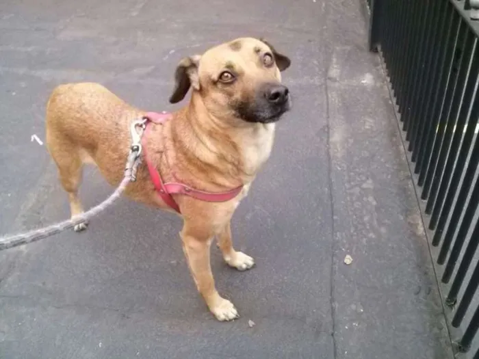Cachorro ra a SRD idade 3 anos nome Nina