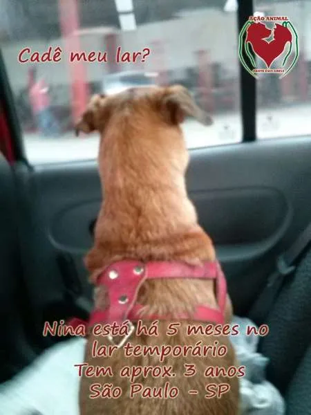 Cachorro ra a SRD idade 3 anos nome Nina