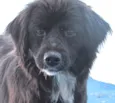 PIPOCA
