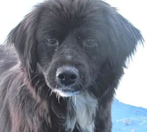 Cachorro raça SRD idade 7 a 11 meses nome PIPOCA