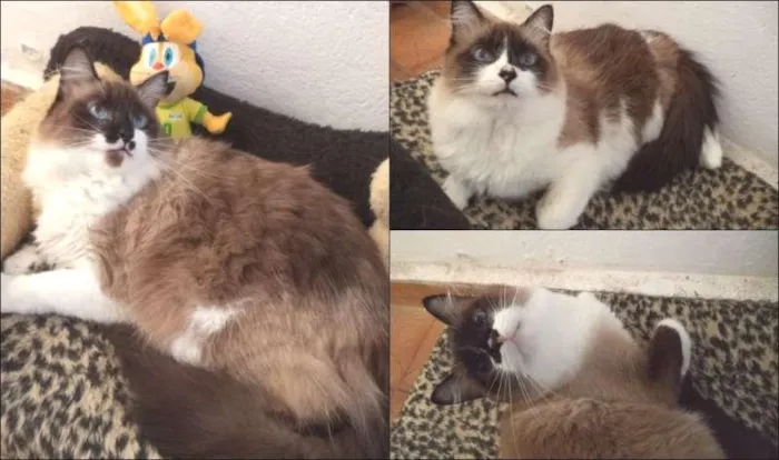Gato ra a mestiças  ragdoll idade 2 anos nome KELLY, Kika, Kate
