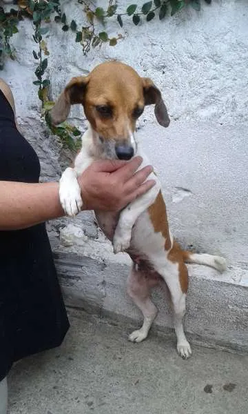 Cachorro ra a SRD idade 6 ou mais anos nome Minie