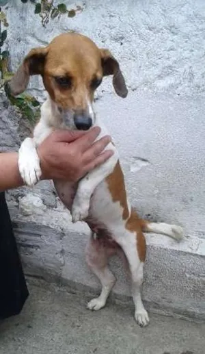 Cachorro raça SRD idade 6 ou mais anos nome Minie