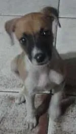 Cachorro raça Não sei. idade 2 a 6 meses nome Luna