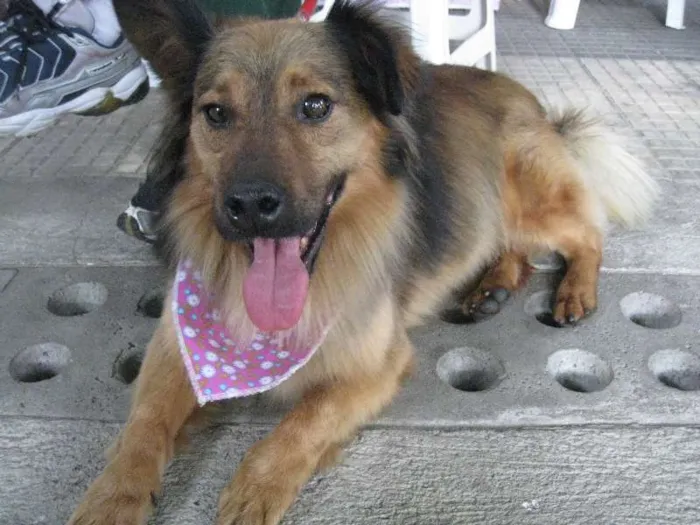 Cachorro ra a SRD idade 2 anos nome Lobinho