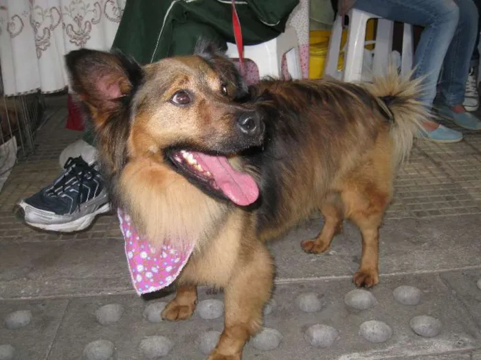 Cachorro ra a SRD idade 2 anos nome Lobinho