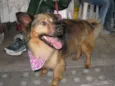 Lobinho