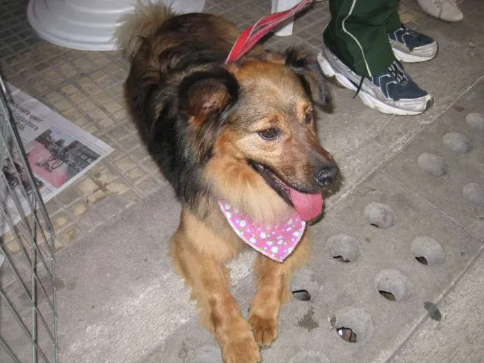 Cachorro ra a SRD idade 2 anos nome Lobinho