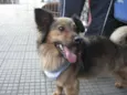 Lobinho