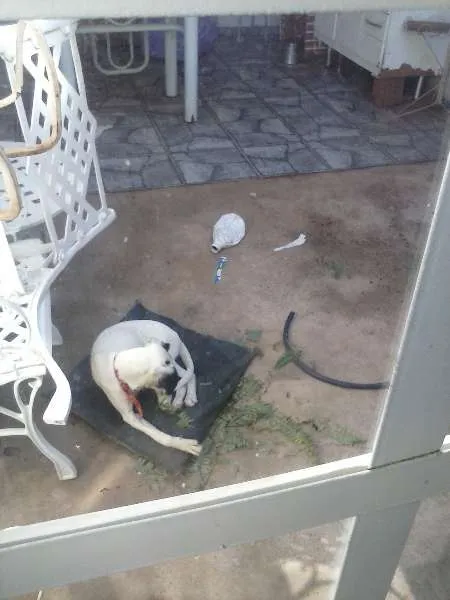 Cachorro ra a SRD idade 2 a 6 meses nome Kiara