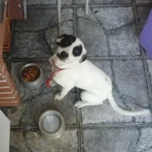 Cachorro ra a SRD idade 2 a 6 meses nome Kiara