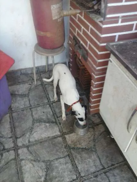 Cachorro ra a SRD idade 2 a 6 meses nome Kiara