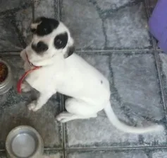 Cachorro raça SRD idade 2 a 6 meses nome Kiara