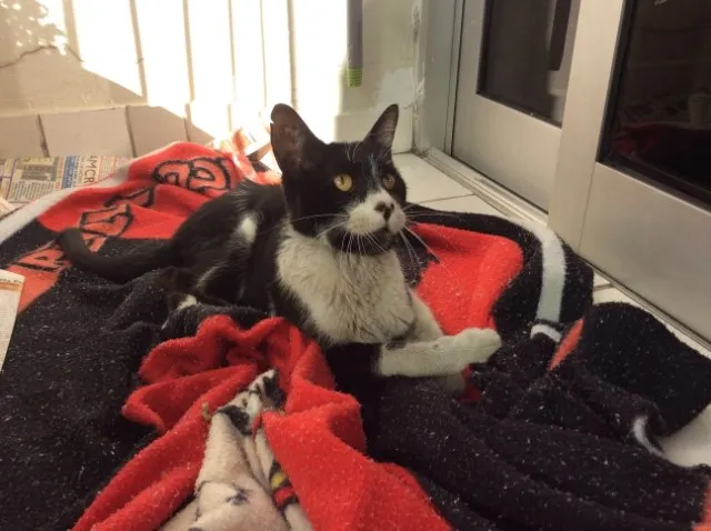 Gato raça Indefinida idade  nome Apelidado de Bueirinho