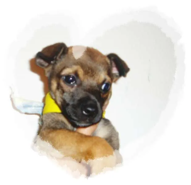 Cachorro ra a viralata idade Abaixo de 2 meses nome sem nome