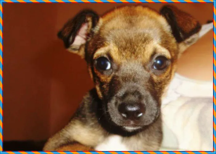 Cachorro ra a viralata idade Abaixo de 2 meses nome sem nome