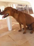 desconhecido