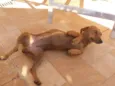 desconhecido