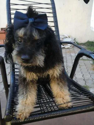 Cachorro raça SRD idade  nome Linda Cadelinha