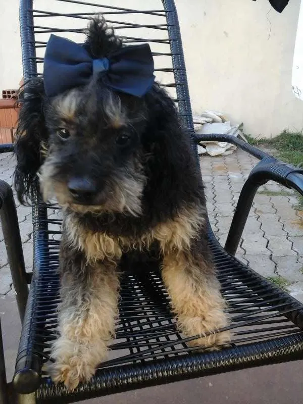 Cachorro ra a SRD idade  nome Linda Cadelinha