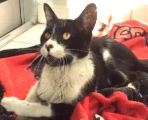 Gato raça Indefinida idade  nome Apelidado de Bueirinho