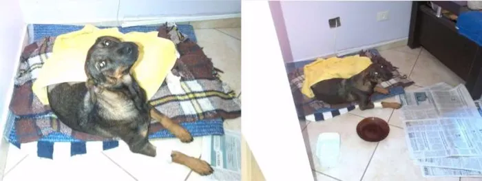 Cachorro ra a *** idade 1 ano nome ***