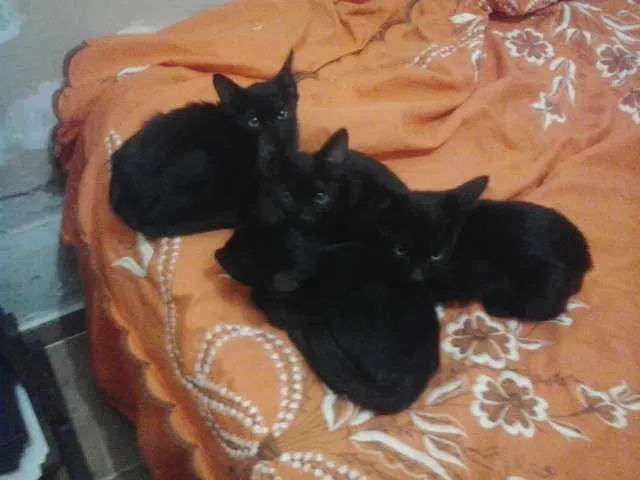Gato ra a  idade 2 a 6 meses nome sem nomes